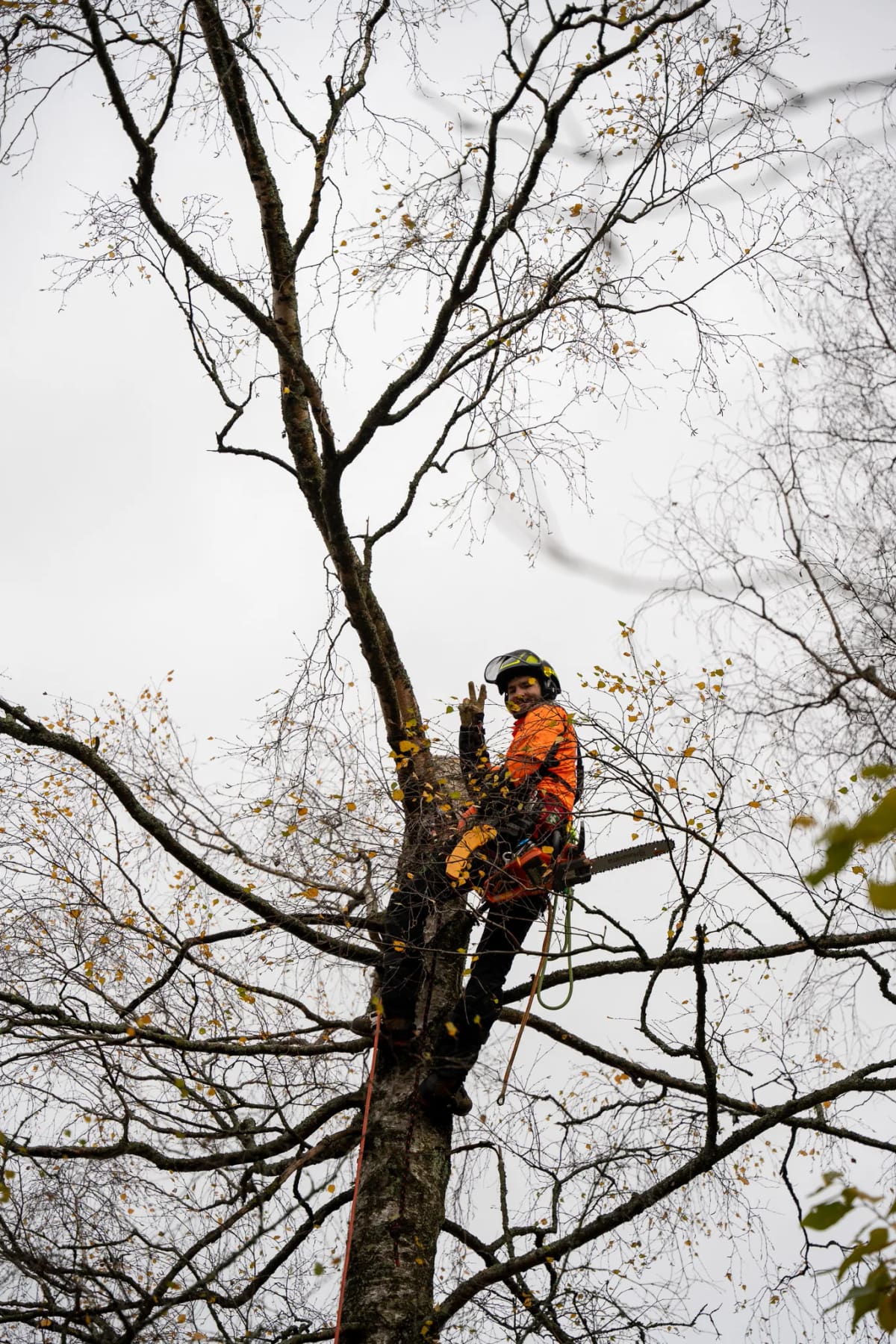 Baumpfleger arbeitet mit Motorsäge und Seilklettertechnik in einem Baum in Freyung